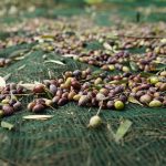 Ελαιόδιχτα 8*12m πυκνότητας 90gr/m² - Image 2